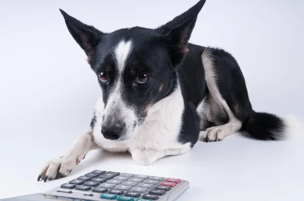 Lying portrait of dog with calculator — Stock Photo, Image