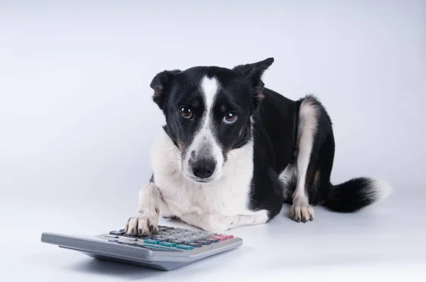 Yalancı köpek hesap makinesi ile portresi — Stok fotoğraf