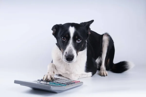 Retrato mentiroso de cão com calculadora — Fotografia de Stock