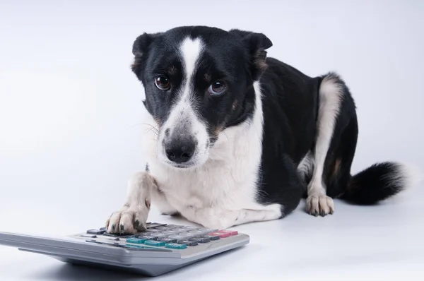 Ritratto sdraiato di cane con calcolatrice — Foto Stock