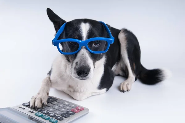 Lying portrait of dog with calculator — Stock Photo, Image