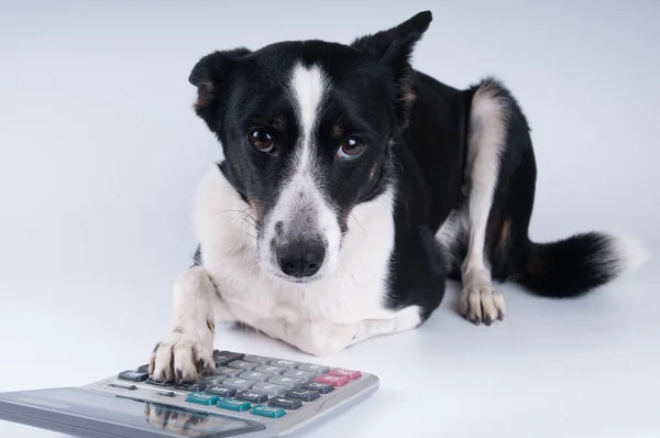 Retrato mentiroso de cão com calculadora — Fotografia de Stock