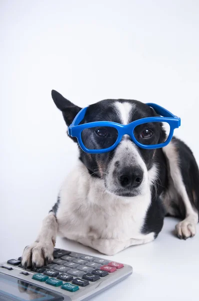 Lying portrait of dog with calculator — Stock Photo, Image