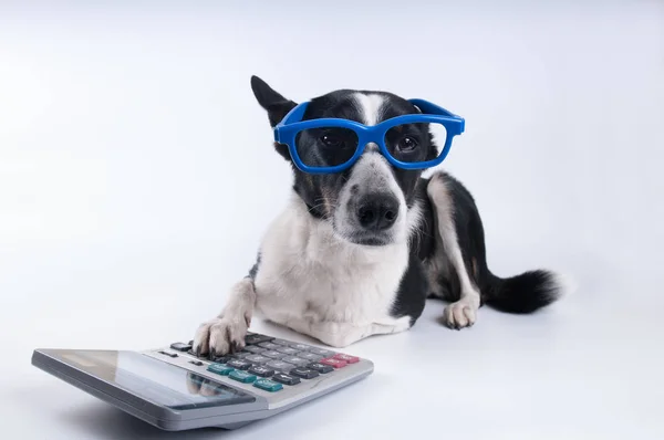 Lying portrait of dog with calculator — Stock Photo, Image