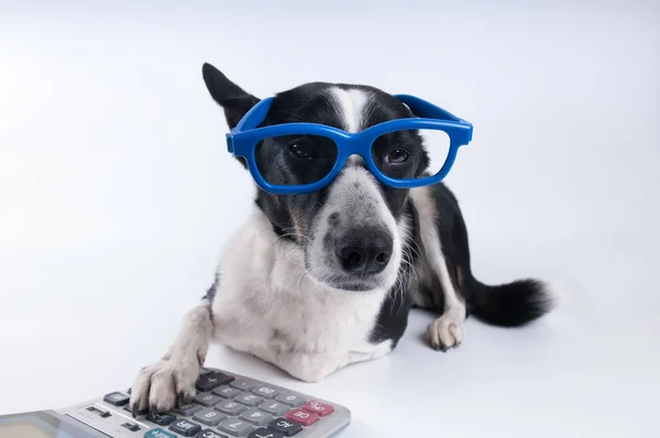 Retrato mentiroso de cão com calculadora — Fotografia de Stock