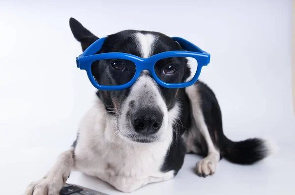 Liegen portret van hond met calculator — Stockfoto