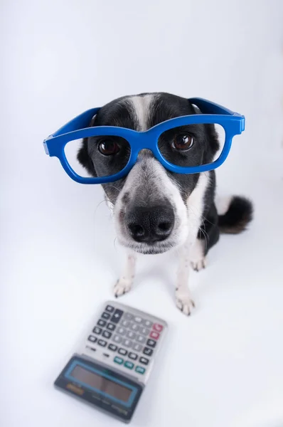 Retrato sentado do cão com calculadora — Fotografia de Stock