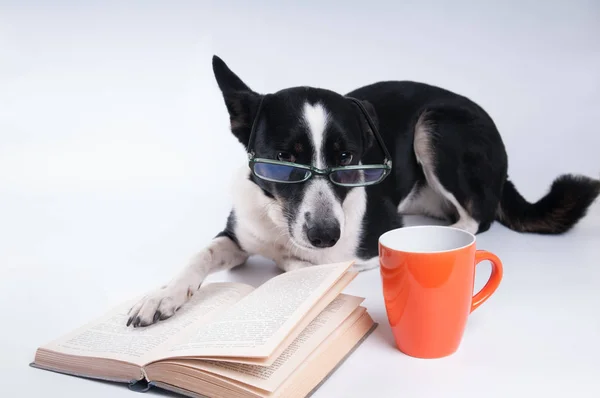 Mixed breed dog reading a book — Stock Photo, Image