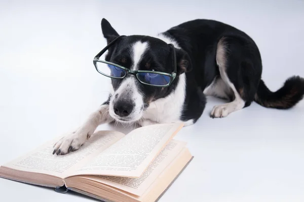 混合された品種犬の本を読んで — ストック写真