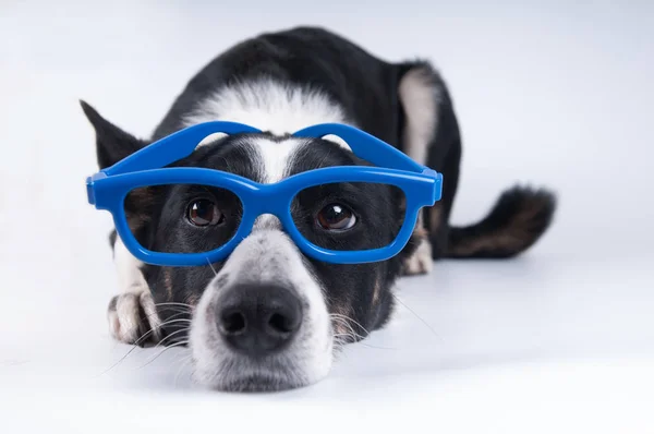 Divertido retrato de primer plano del perro — Foto de Stock