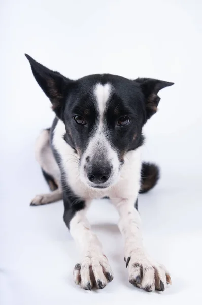 Funny closeup portrait of dog — Stock Photo, Image