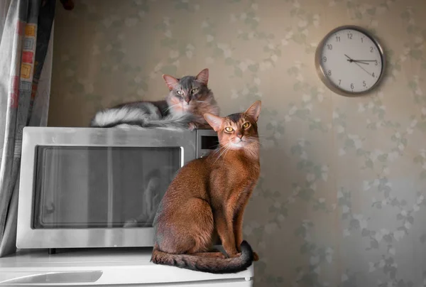 İki kedi kapalı portre — Stok fotoğraf
