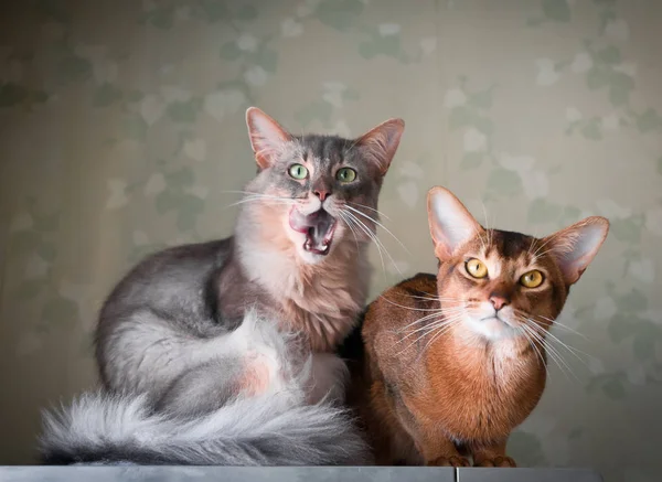 Portrait intérieur de deux chats — Photo