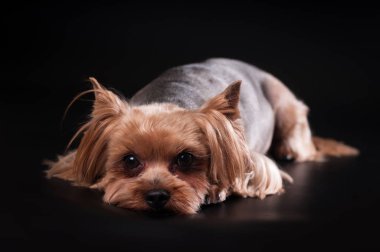 Yorkshire terrier portre siyah arka plan üzerine
