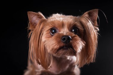 Yorkshire terrier portre siyah arka plan üzerine