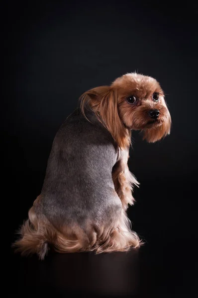 Yorkshire Terrier Porträt auf schwarzem Hintergrund — Stockfoto