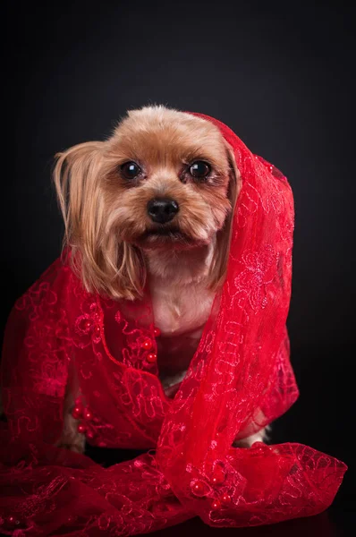 Yorkshire terrier portrait sur fond noir — Photo