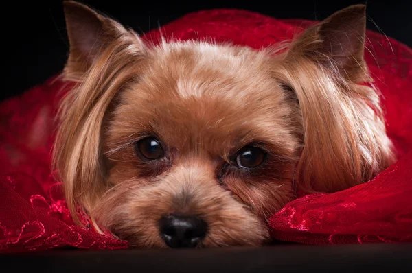 Yorkshire terrier portrait sur fond noir — Photo