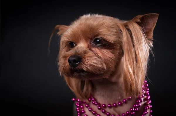 Yorkshire terrier portrait sur fond noir — Photo