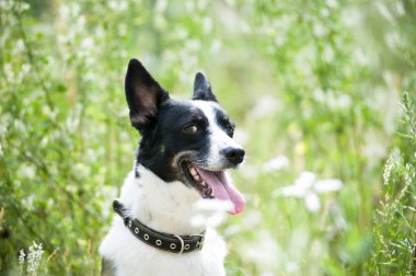 Karışık doğurmak köpek açık portre