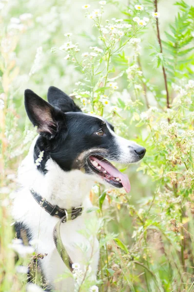 Portrait extérieur de chien de race mixte — Photo