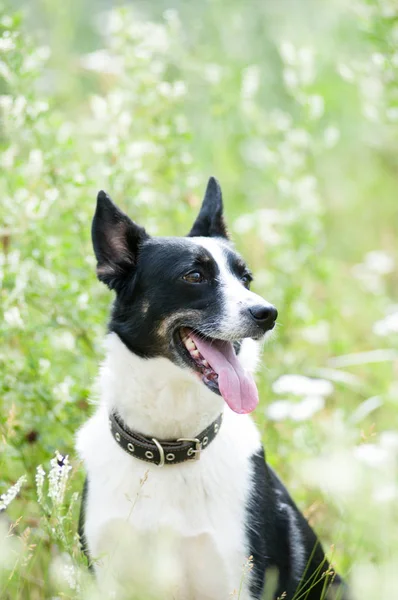 Portrait extérieur de chien de race mixte — Photo