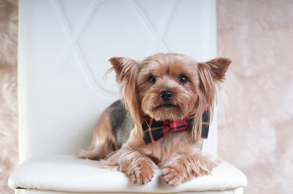 Słodkie rasy yorkshire terrier w muszkę, leżącego na białe krzesło — Zdjęcie stockowe