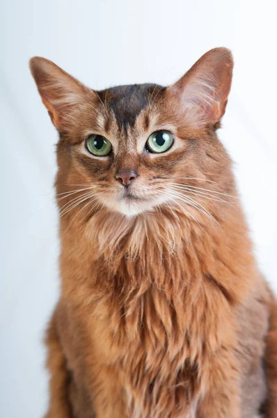 Somali kedi portre kırmızı renk — Stok fotoğraf