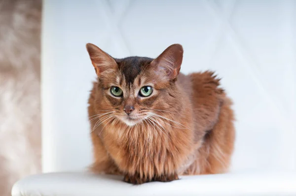 Retrato de cor ruivo de gato somali — Fotografia de Stock