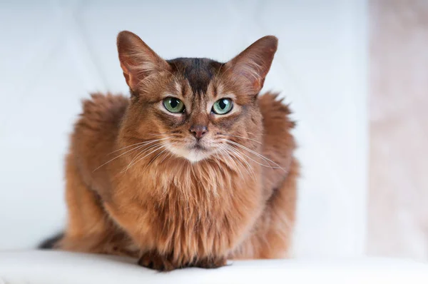 Ritratto di colore rosso gatto somalo — Foto Stock