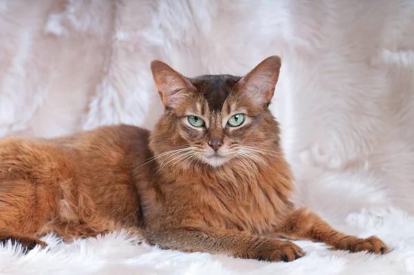 Somálská kočka červený barevný portrét — Stock fotografie