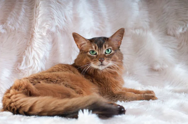 Retrato de cor ruivo de gato somali — Fotografia de Stock