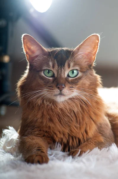 Retrato de cor ruivo de gato somali — Fotografia de Stock