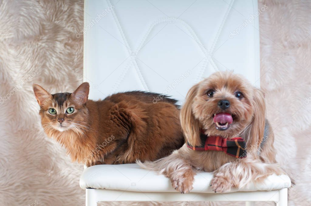 yorkshire terrier and somali cat portrait