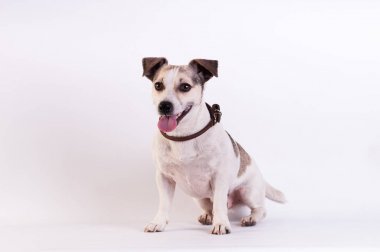 Jack Russell Terrier beyaz Studio