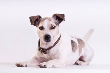 Jack Russell Terrier beyaz Studio