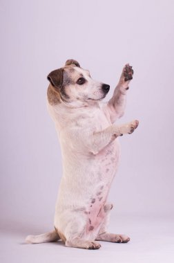 Jack Russell Terrier beyaz Studio
