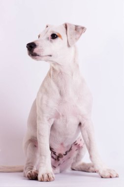 Jack Russell Terrier beyaz Studio