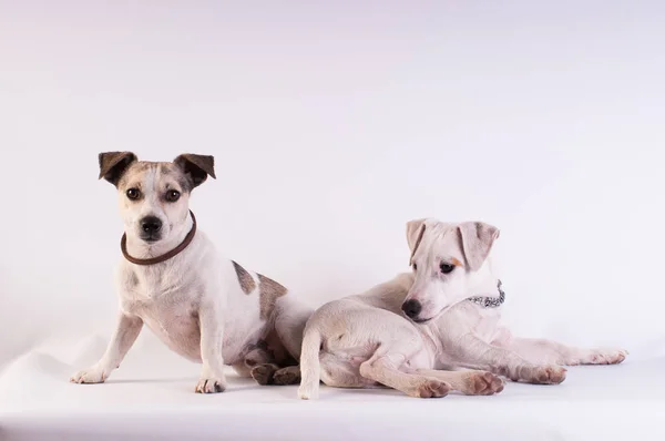 Jack Russell Terriers no estúdio em branco — Fotografia de Stock