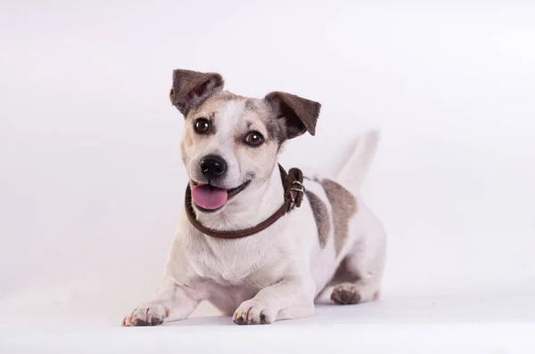 Jack Russell Terrier en el estudio en blanco —  Fotos de Stock