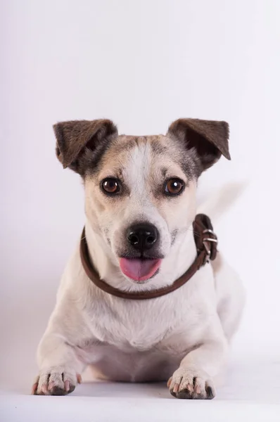 Jack Russell Terrier en el estudio en blanco —  Fotos de Stock