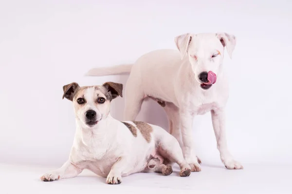 Jack Russell Terriers Studio na białym — Zdjęcie stockowe