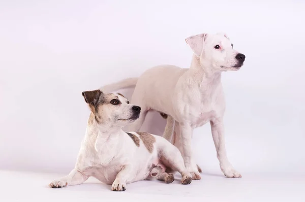 Jack Russell Terrier a studio su bianco — Foto Stock