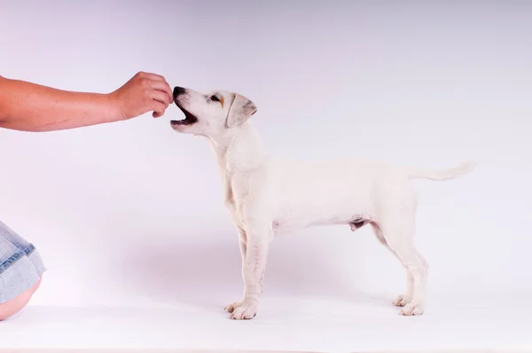 Jack Russell Terrier en el estudio en blanco — Foto de Stock