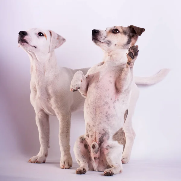 Jack Russell Terriers Studio na białym — Zdjęcie stockowe