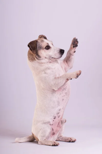 Jack Russell Terrier at studio on white — Stock Photo, Image