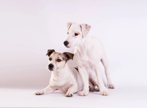 Jack Russell Terriers en el estudio en blanco — Foto de Stock