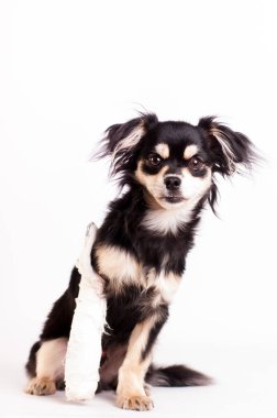 Stüdyoda beyaz arka plan üzerinde sevimli küçük köpek