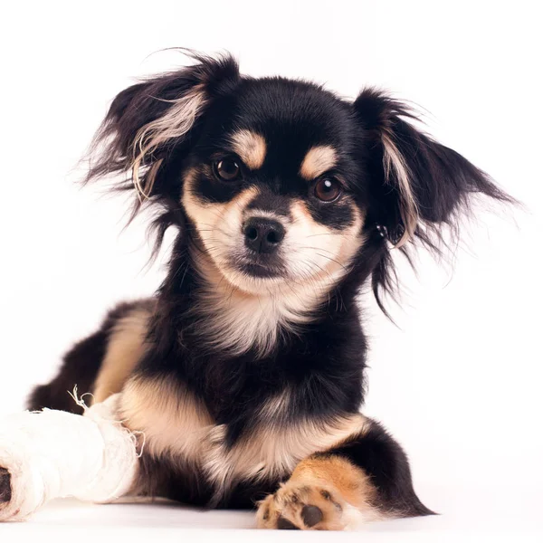 Söt liten hund på vit bakgrund på studio — Stockfoto