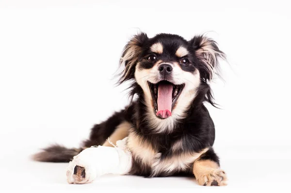 Lindo perrito sobre fondo blanco en el estudio — Foto de Stock